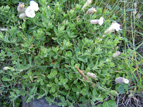 Image of Silene uniflora subsp. uniflora