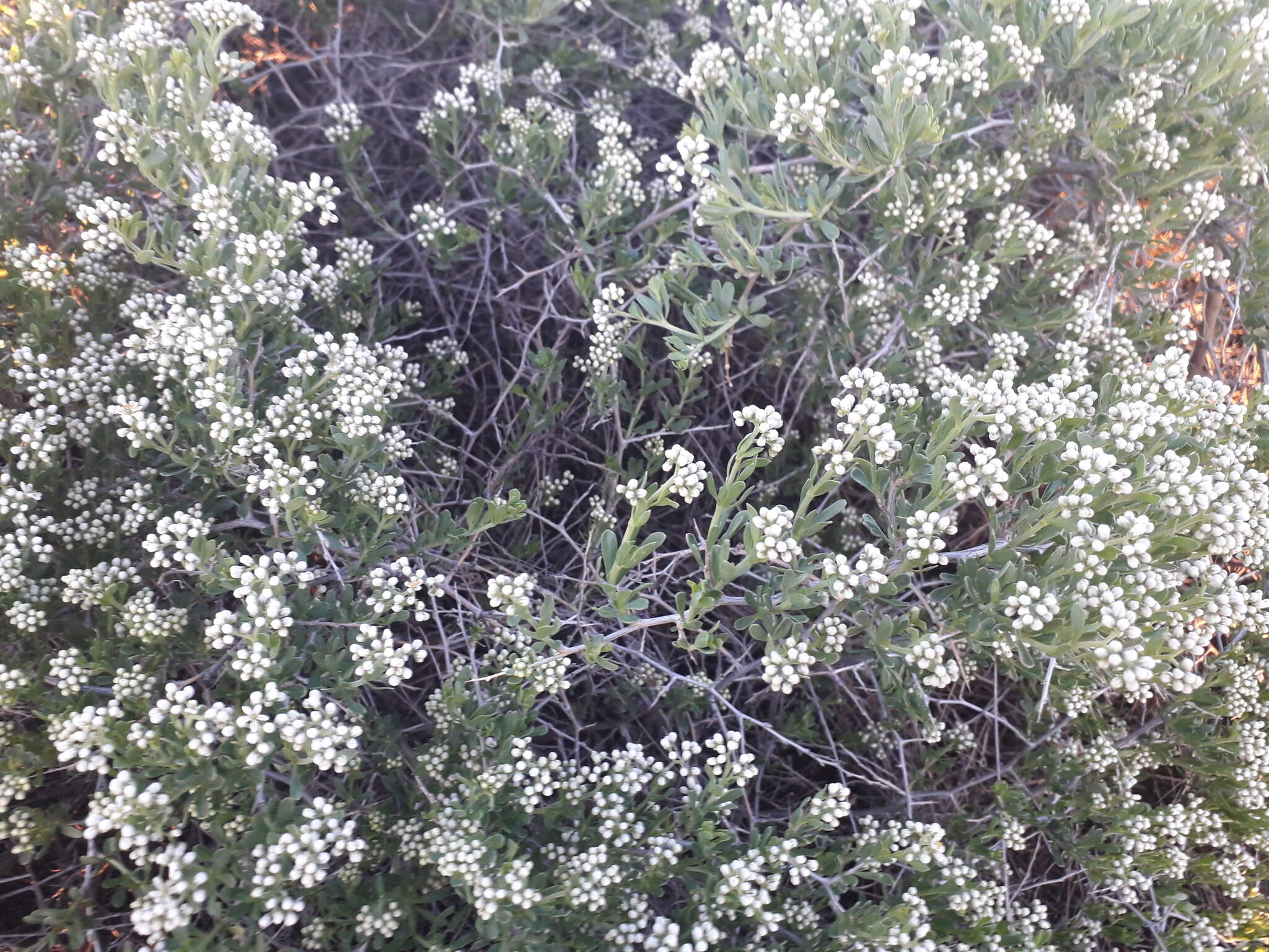 Image of Nitraria sibirica (DC.) Pall.