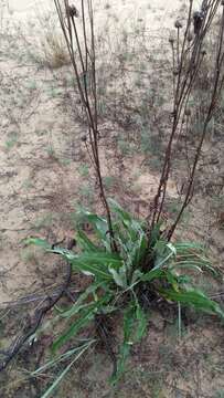 Image of Jurinea longifolia DC.