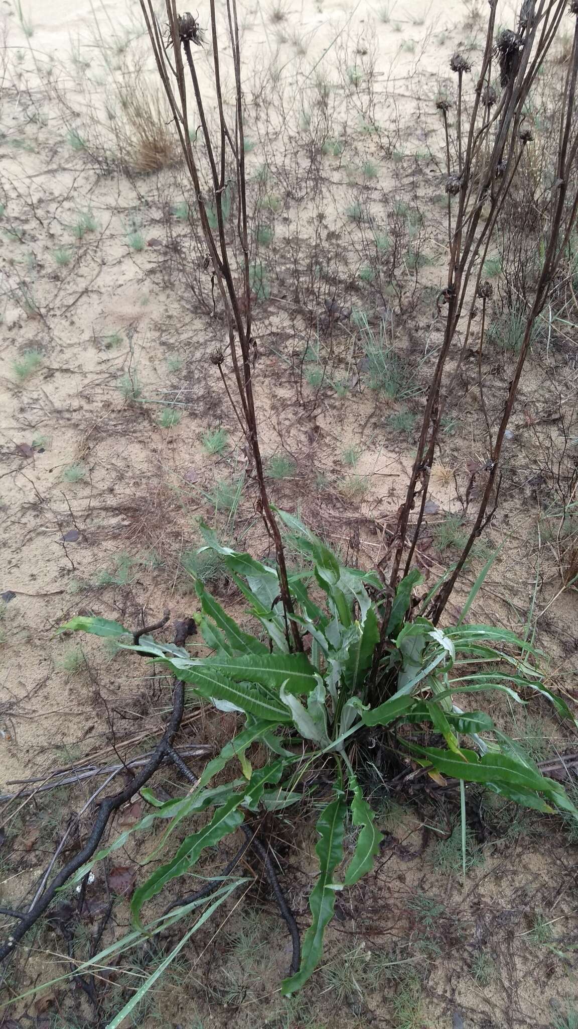 Imagem de Jurinea longifolia DC.