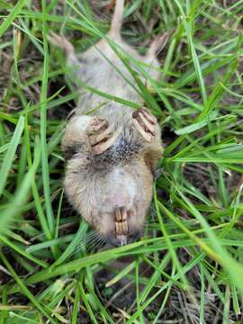 Image of Baird's Pocket Gopher