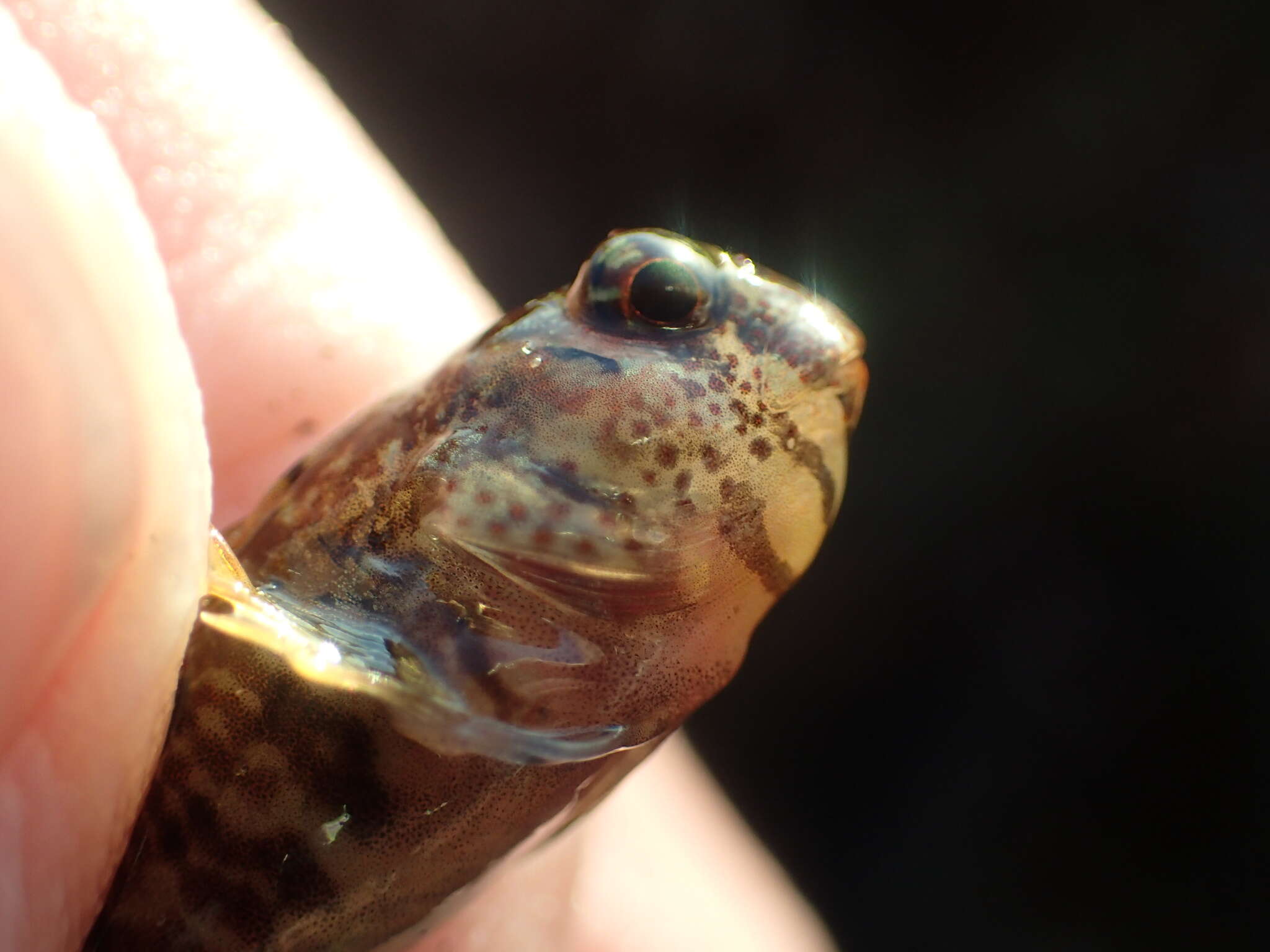 Image of Mussel Blenny