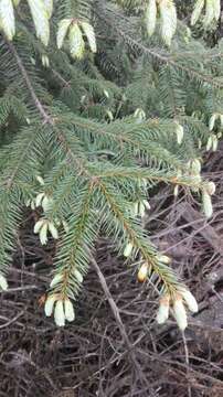 Image of Oyamel Fir