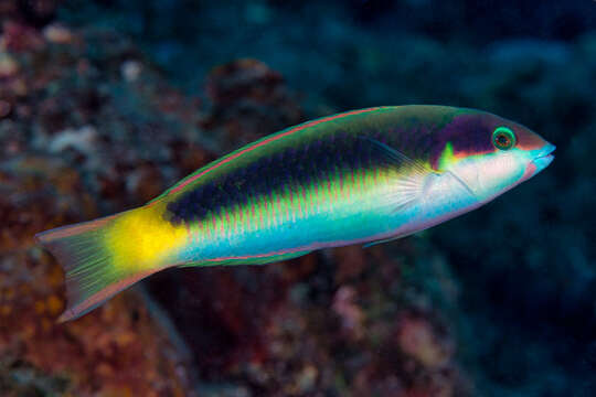 صورة Thalassoma genivittatum (Valenciennes 1839)