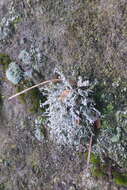 Image of intermediate cartilage lichen