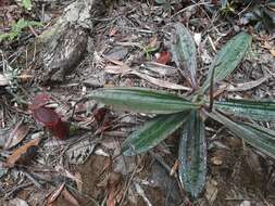 Image of Nepenthes vieillardii Hook. fil.