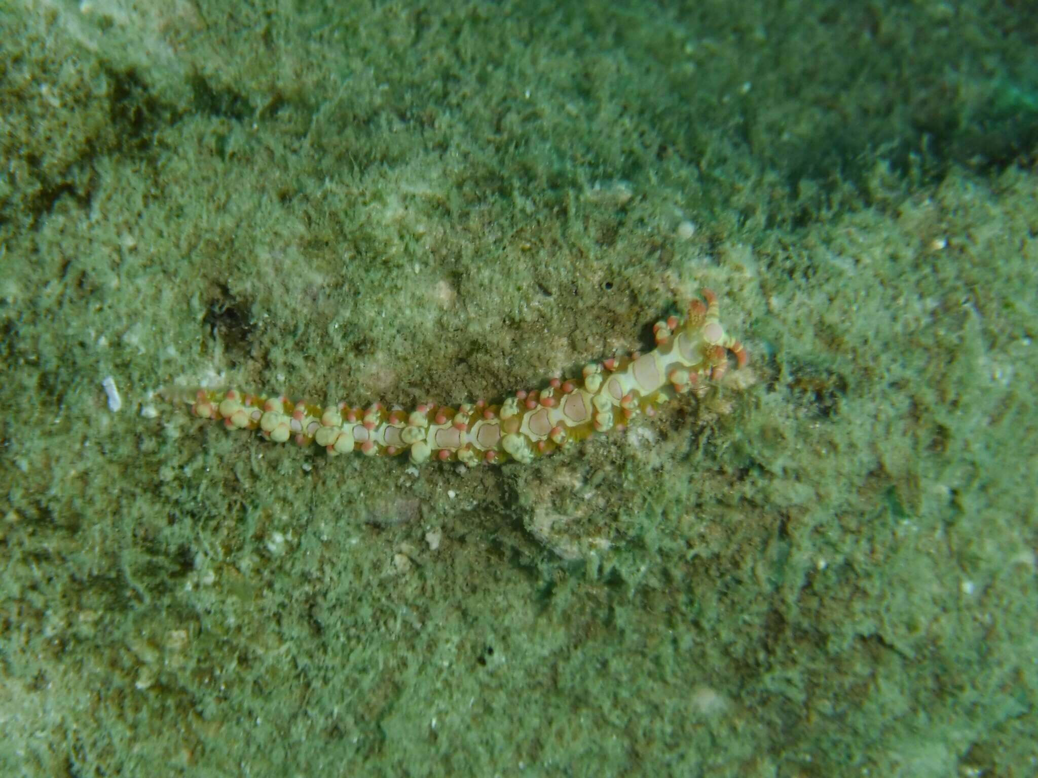 Image of Limenandra barnosii Carmona, Pola, Gosliner & Cervera 2014