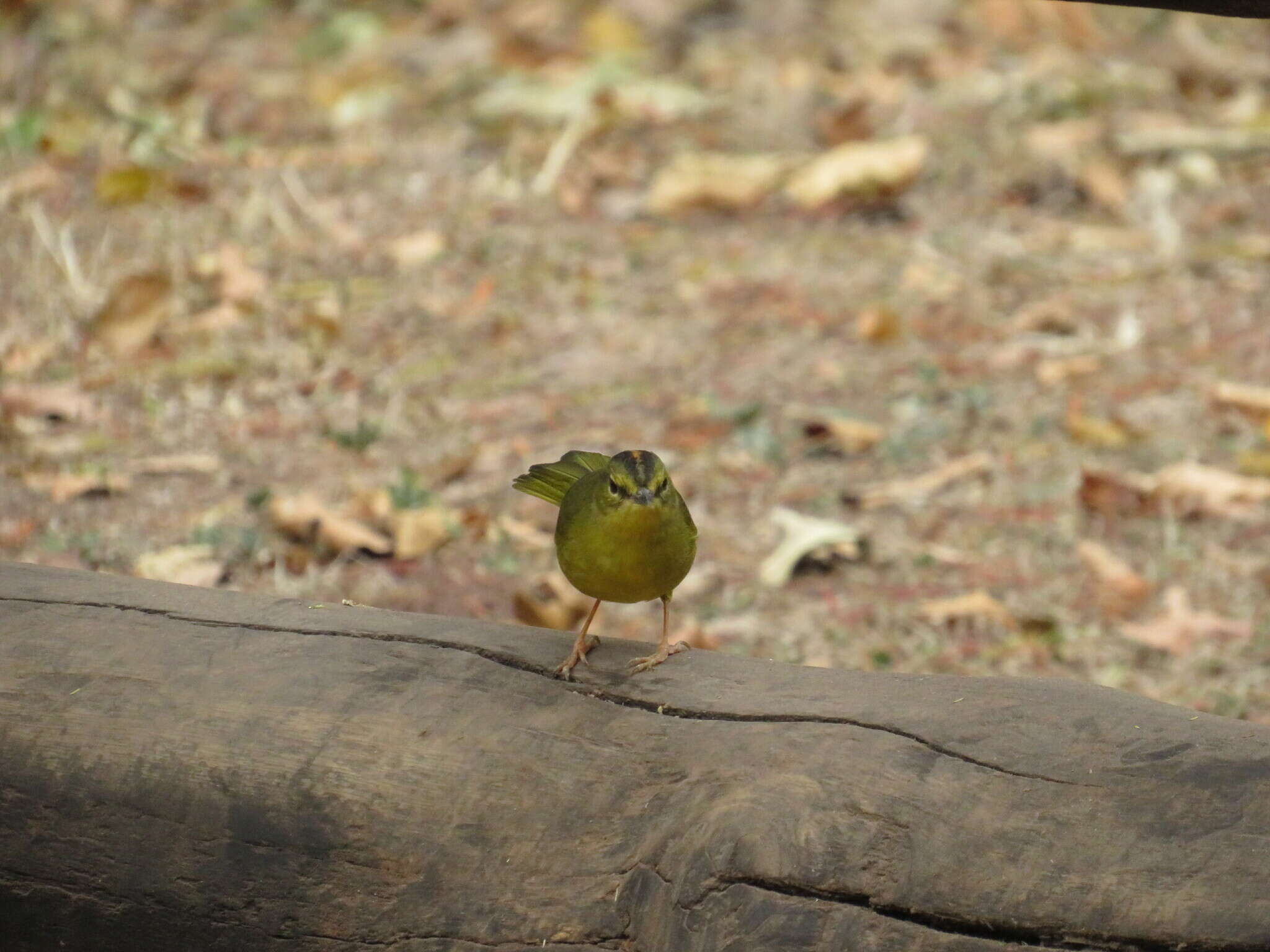 Image of Two-banded Warbler