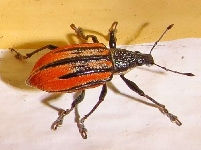 صورة Diaprepes abbreviatus (Linnaeus 1758)