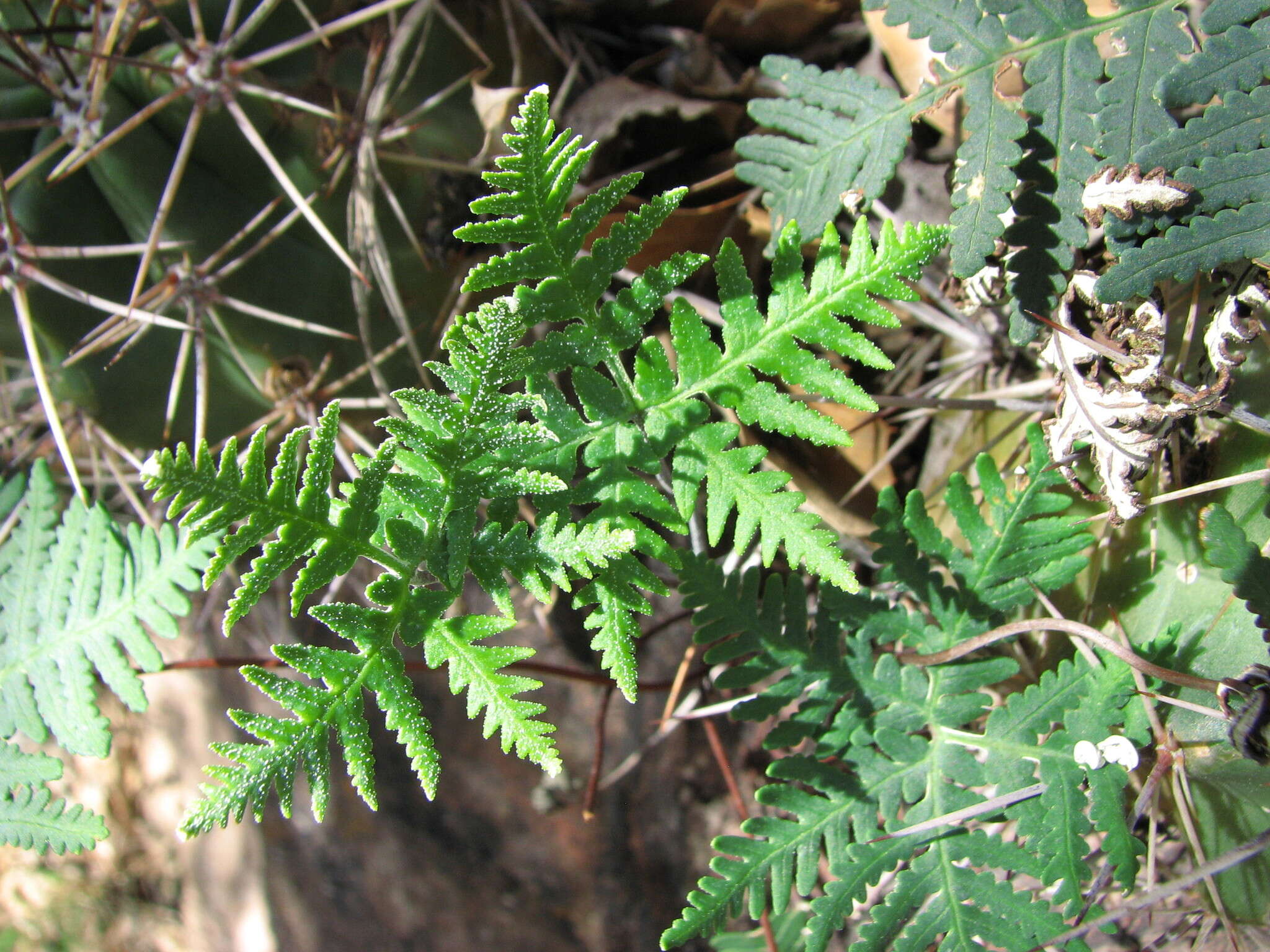 Image de Notholaena standleyi (Kümmerle) Maxon