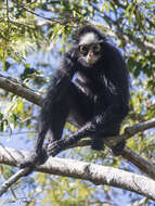 Image of White-cheeked Spider Monkey