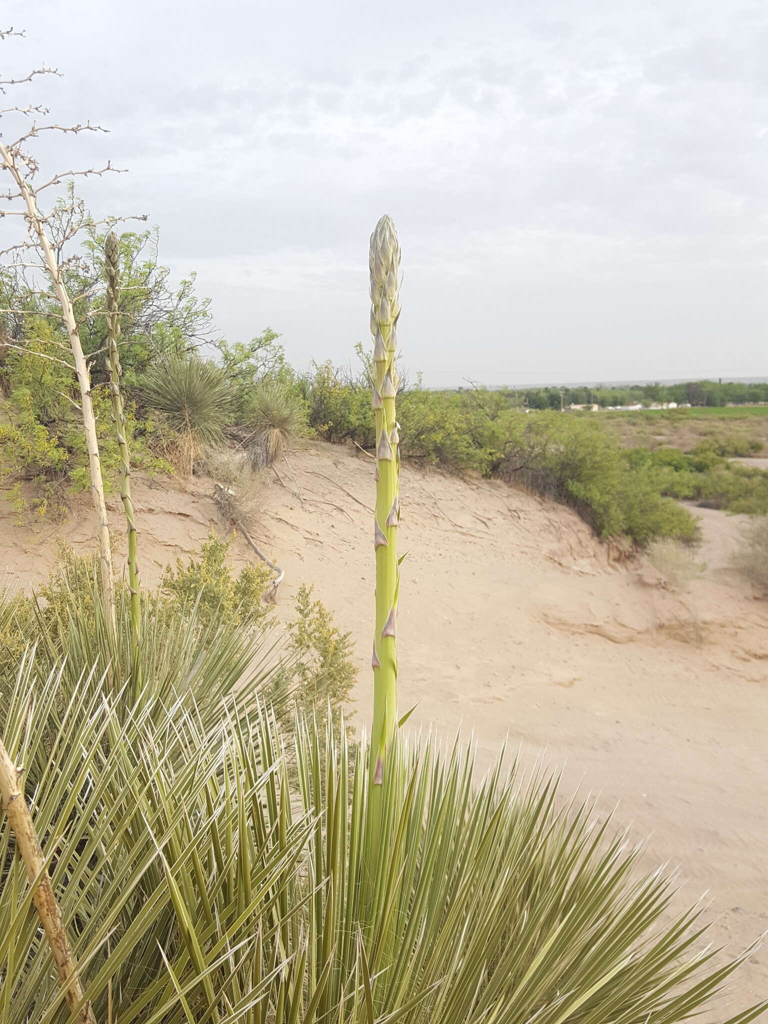 Image of Yucca elata var. elata