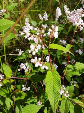 Koenigia campanulata (Hook. fil.) T. M. Schust. & Reveal resmi