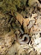 Image of worm snake