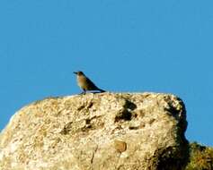 Image of Blue Rock Thrush