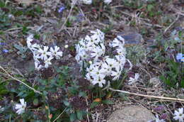 Image of pink campion