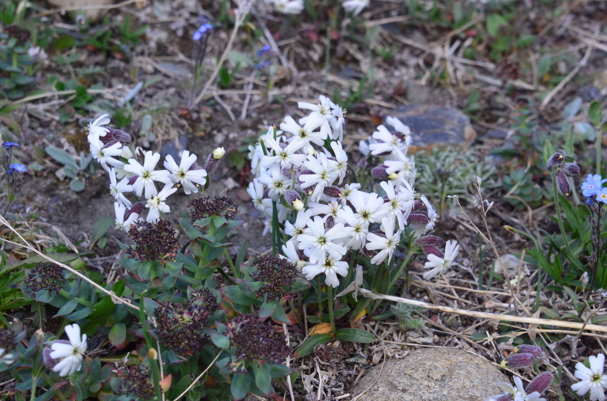 Image of pink campion