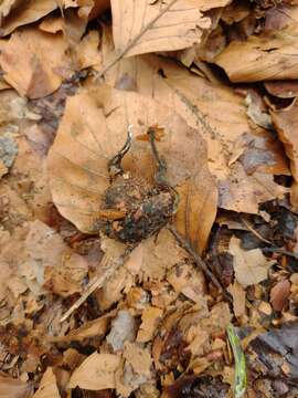 Sivun Xylaria carpophila (Pers.) Fr. 1849 kuva