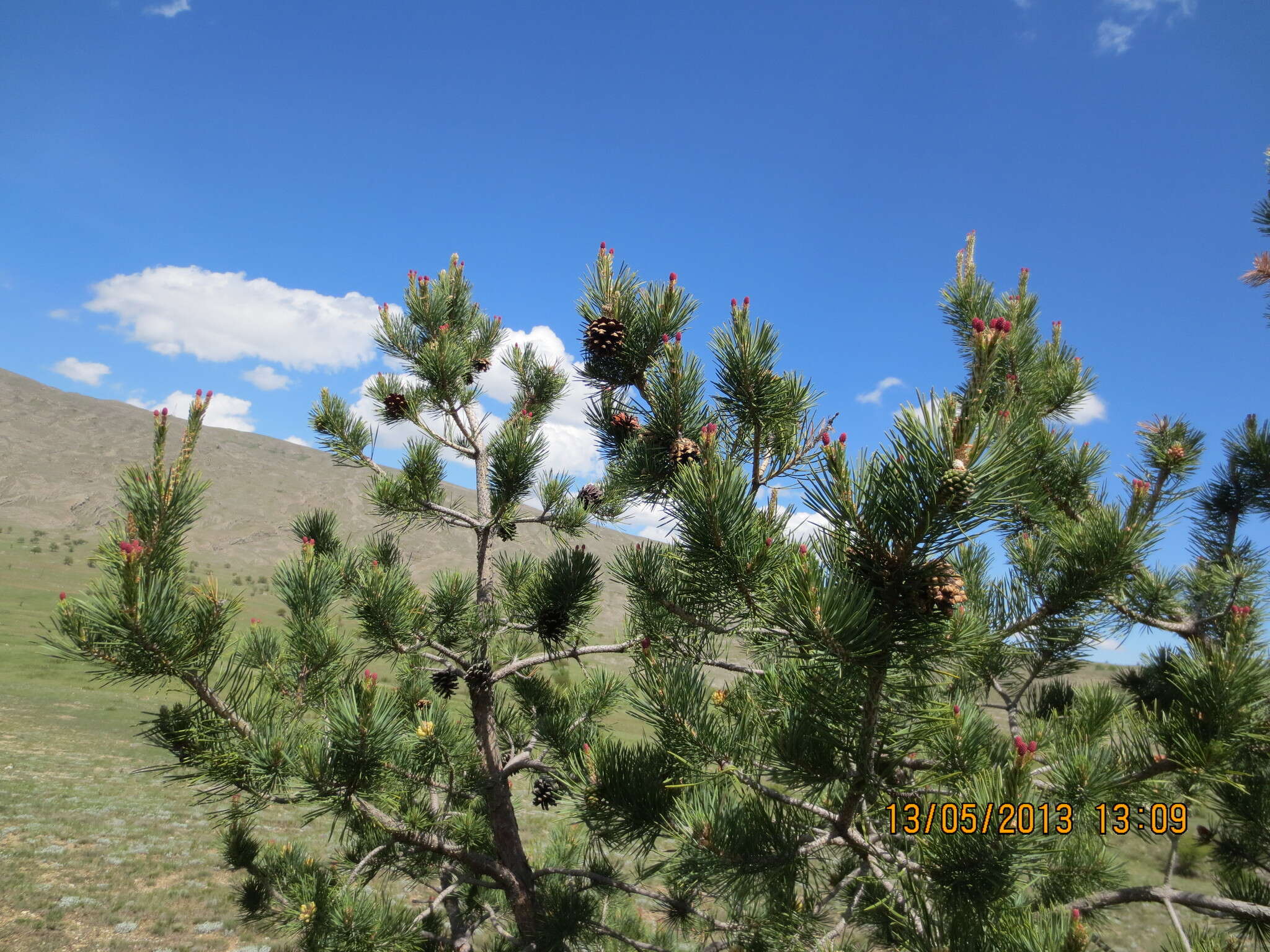 Image of Pinus sylvestris var. hamata Steven