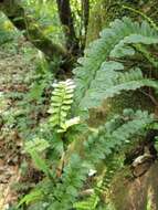 Image de Asplenium normale D. Don