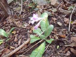 Streptocarpus primulifolius Gandoger resmi