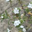 Image of Eremocarya micrantha var. pseudolepida M. G. Simpson, L. M. Simpson & Rebman