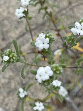 Eremocarya micrantha var. pseudolepida M. G. Simpson, L. M. Simpson & Rebman resmi