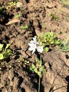 صورة Triteleia grandiflora Lindl.