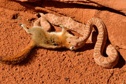 Imagem de Crotalus oreganus concolor Woodbury 1929