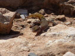 Image of Saurodactylus brosseti (Bons & Pasteur 1957)