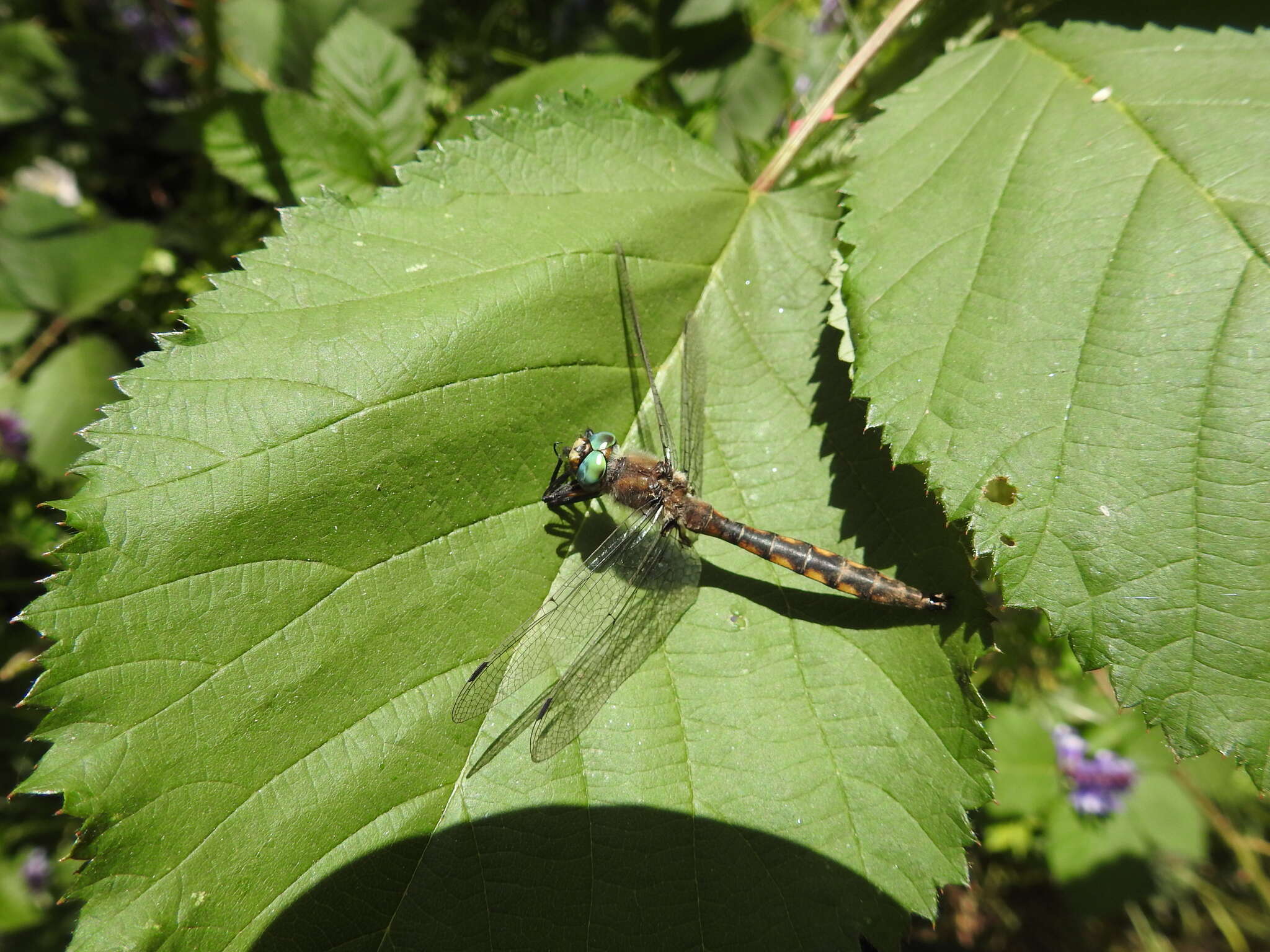 Image of Beaverpond Baskettail