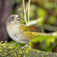 Image of Dusky Bush Tanager