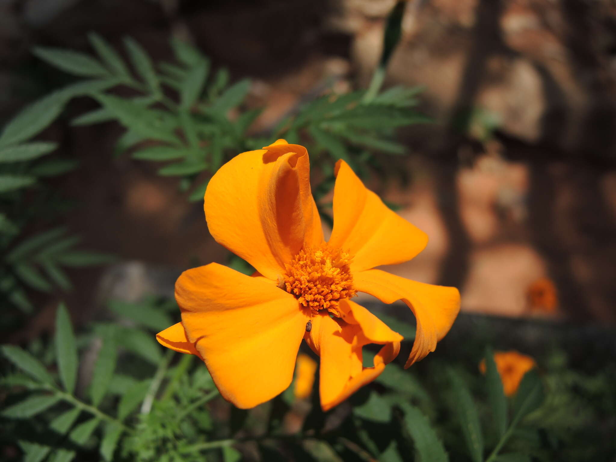 Imagem de Tagetes erecta L.