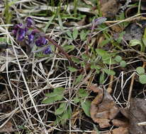 Image of Corydalis ambigua Cham. & Schltdl.