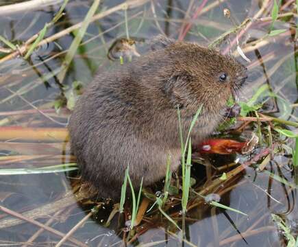 Image of Water Voles