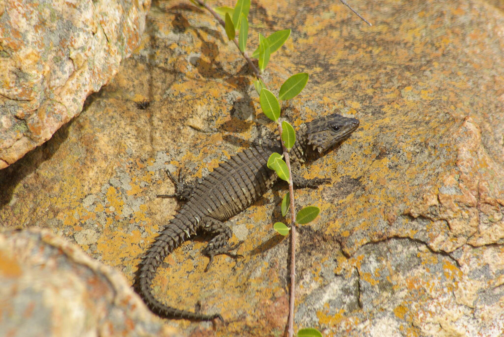 Image of Van Dam's Girdled Lizard