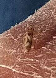 Image of Bronze bug