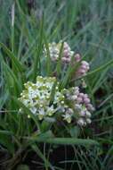 Image de Xysmalobium involucratum (E. Mey.) Decne.