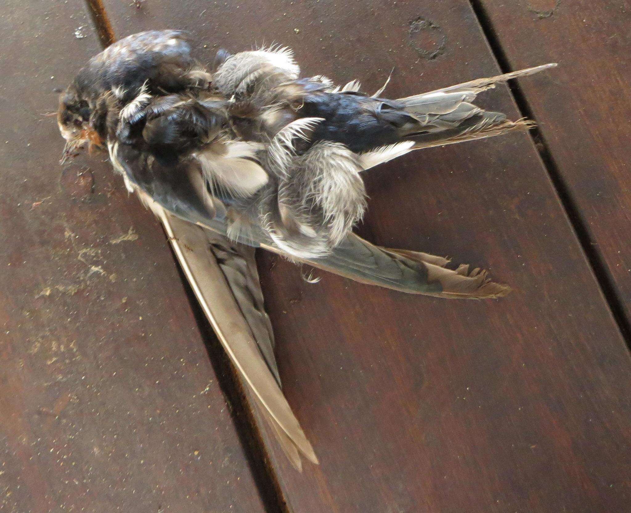 صورة Hirundo rustica rustica Linnaeus 1758