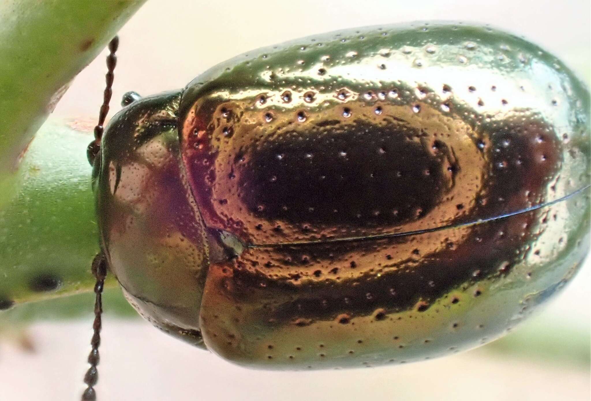 Image of Klamath Weed Beetle