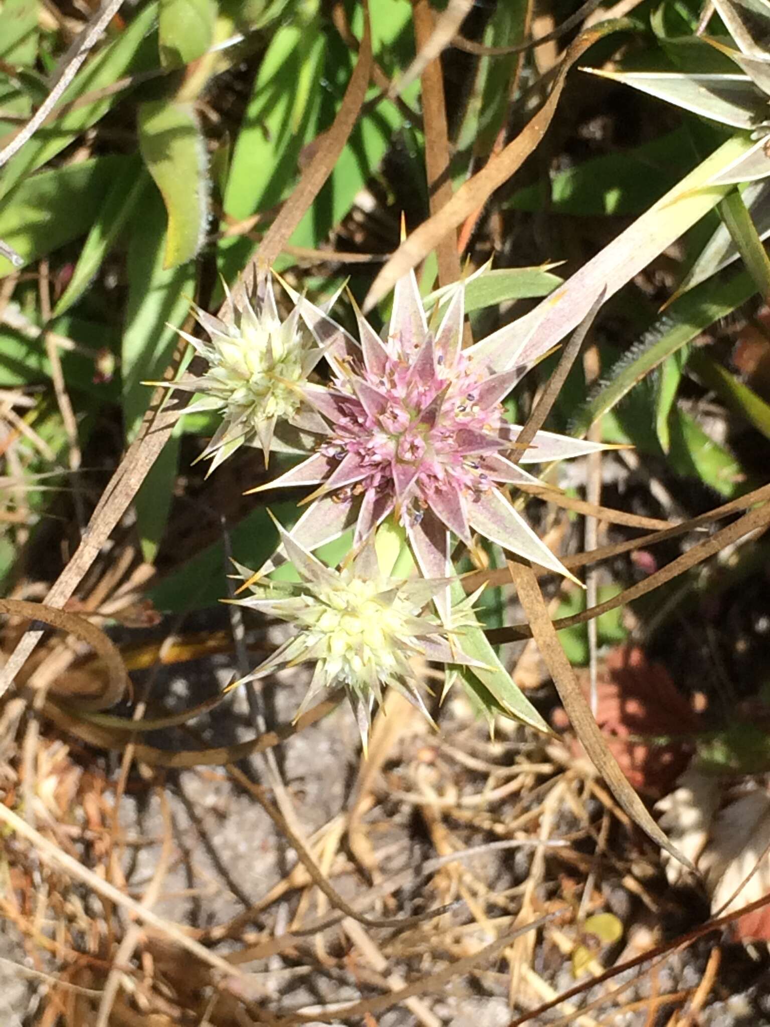 Image de Eryngium armatum (S. Wats.) Coult. & Rose