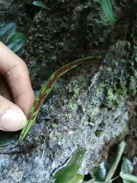 صورة Leptochilus cantoniensis (Bak.) Ching