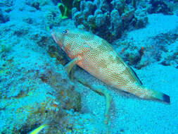 Epinephelus guttatus (Linnaeus 1758) resmi