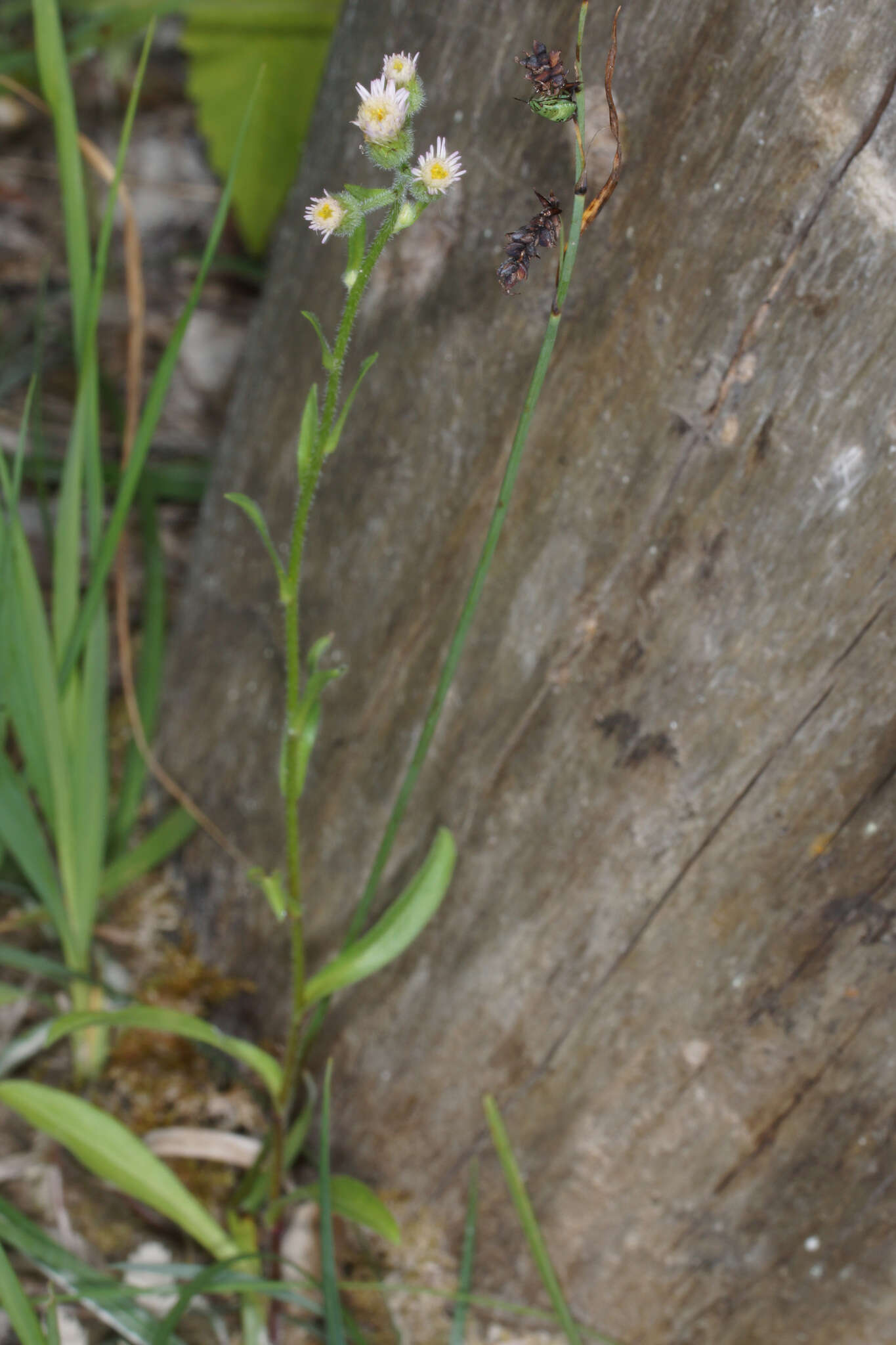 Plancia ëd Erigeron acris subsp. angulosus (Gaudin) Vacc.