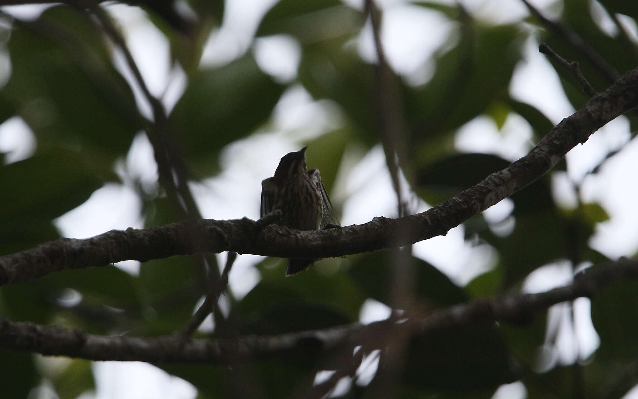 Image of Yellow-vented Flowerpecker