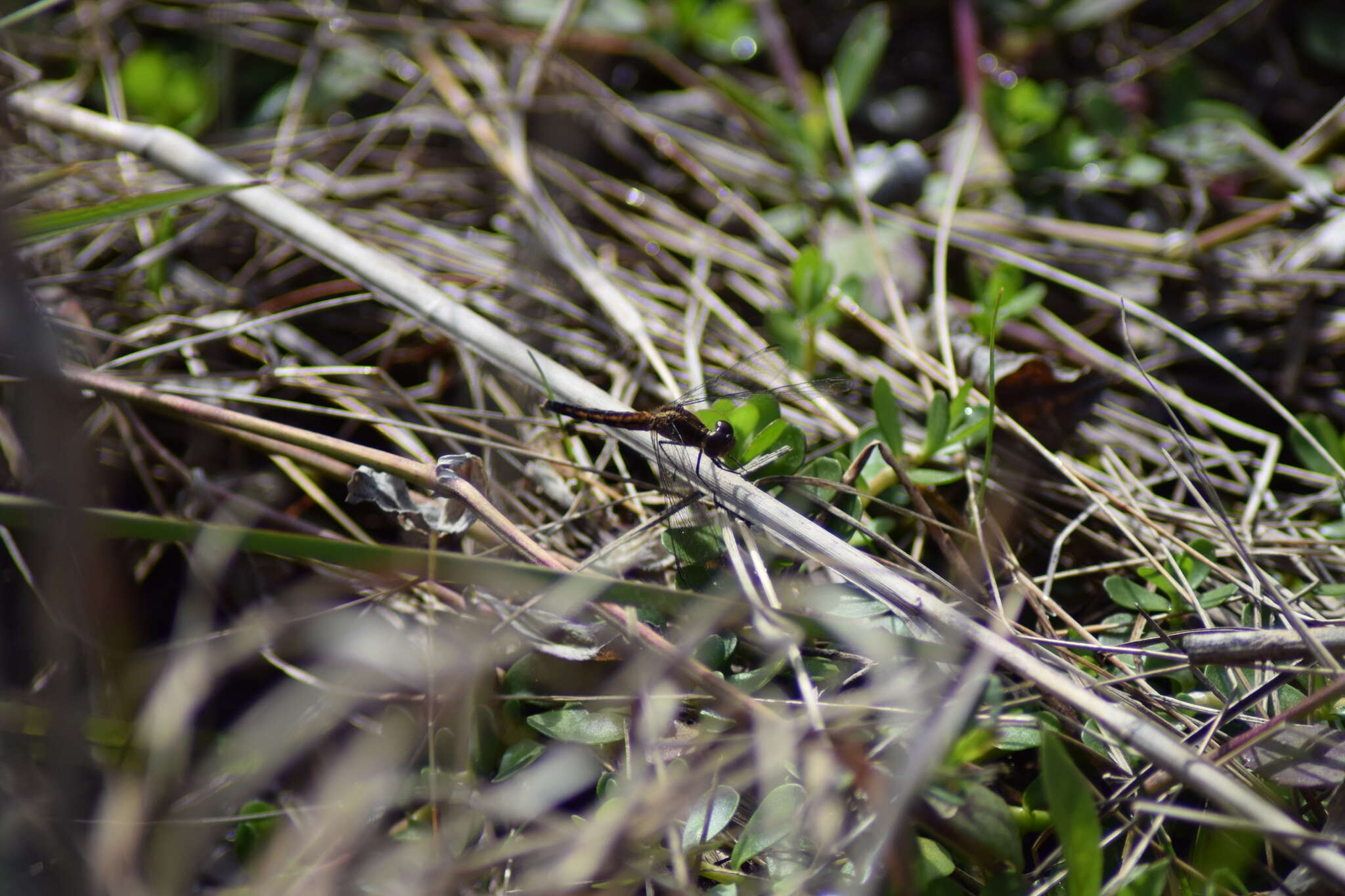 Image of Little Blue Dragonlet