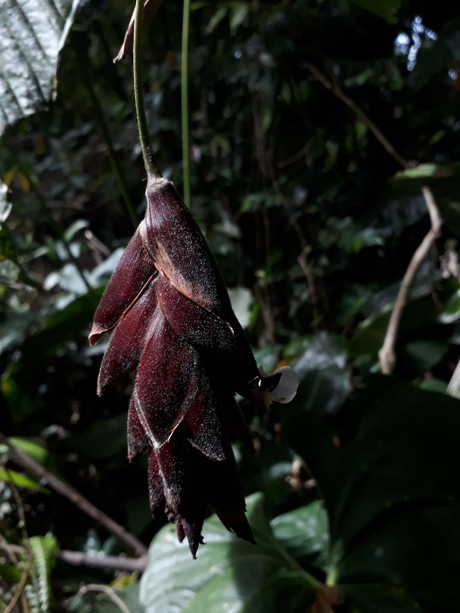 Plancia ëd Calathea erythrolepis L. B. Sm. & Idrobo