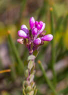 Image of heath milkwort