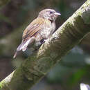 Image of Least Honeyguide