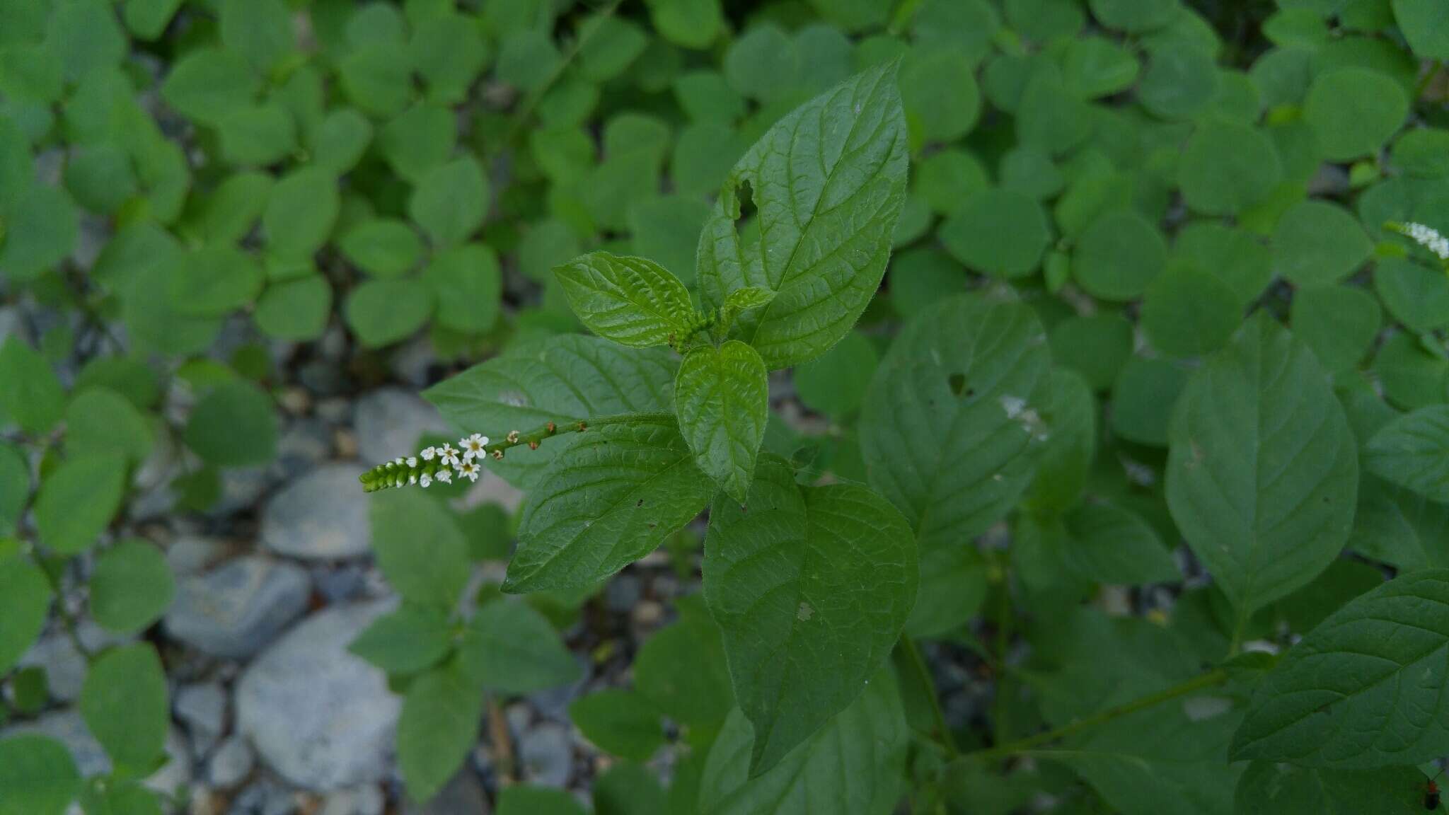 Image de Heliotropium angiospermum Murray